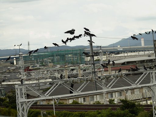 カラスが集まっています。