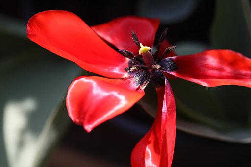 花の終わり