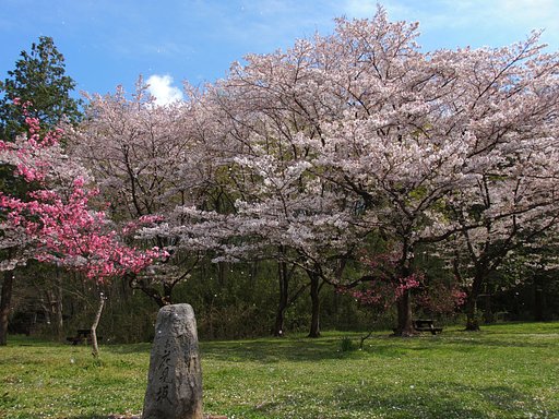 春の花見坂