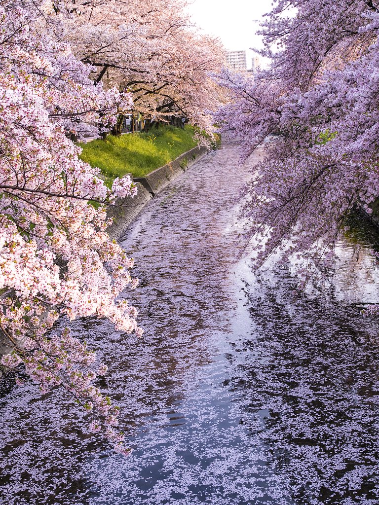 花筏
