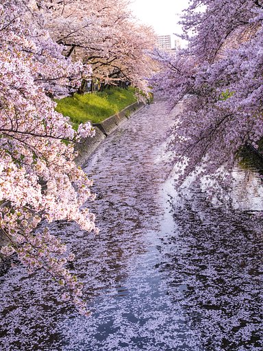 花筏