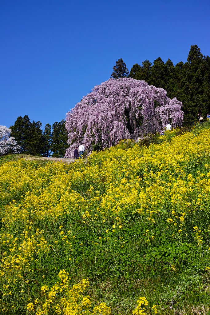 合戦場のしだれ桜