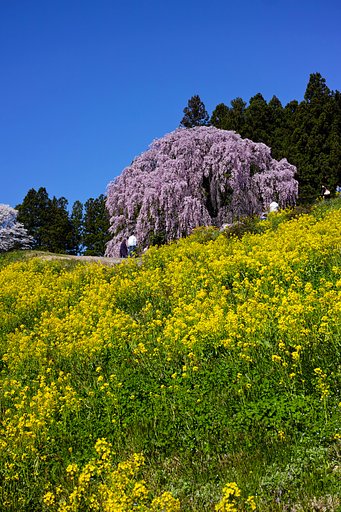 合戦場のしだれ桜