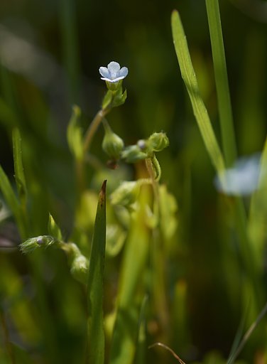 何の花でしょう？　小さいです。