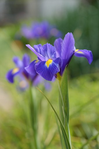 庭の花