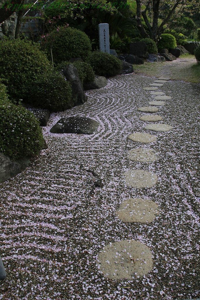 桜絵