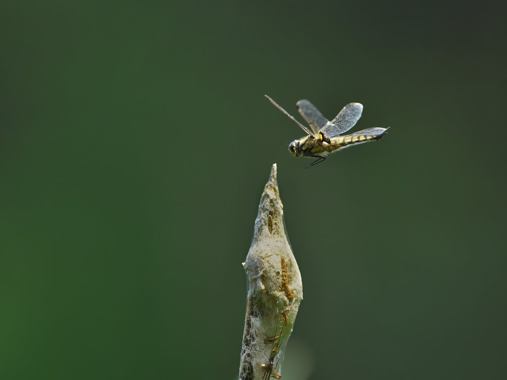 飛翔