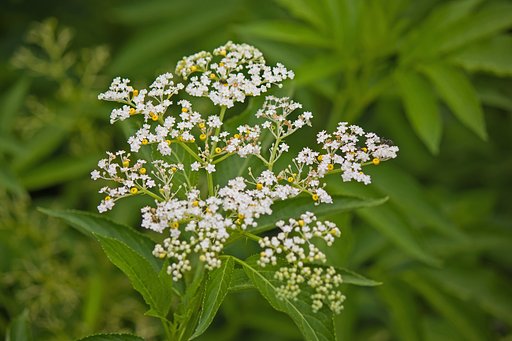 見上げる草「クサニワトコ」