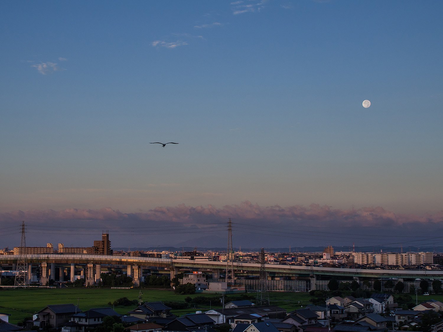 【夏】今朝の月