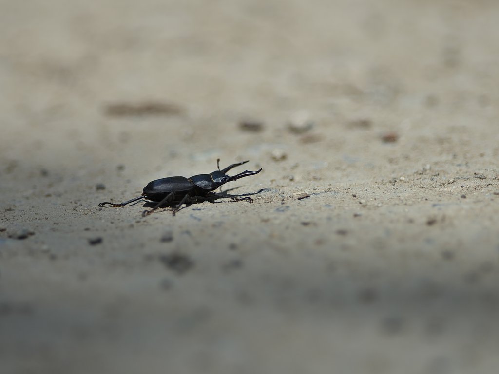クワガタが