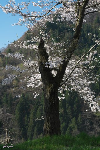 どストレートに