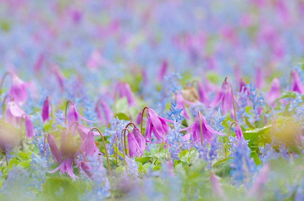 春を告げる花