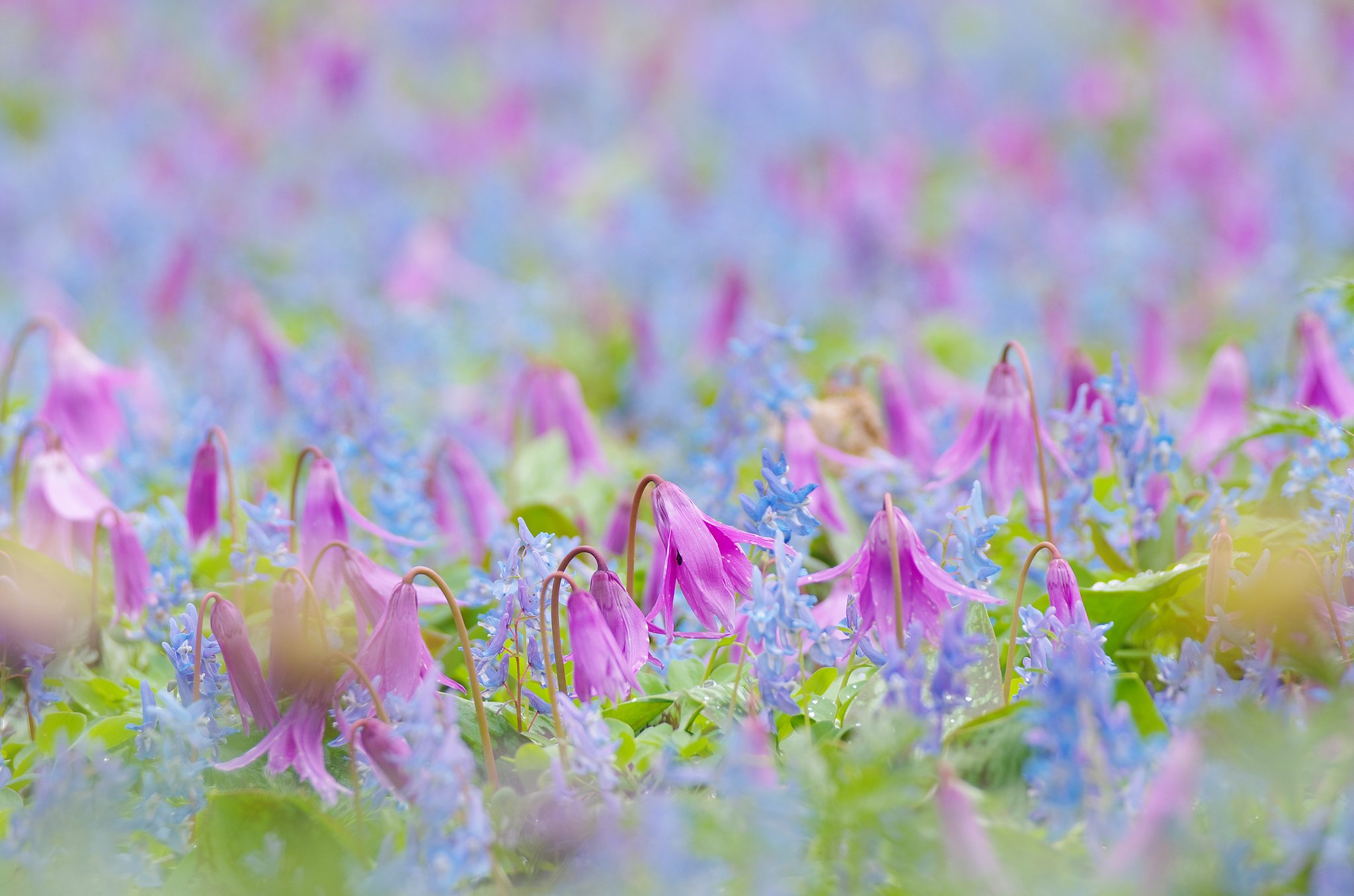 春を告げる花