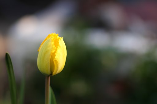 我が家の
