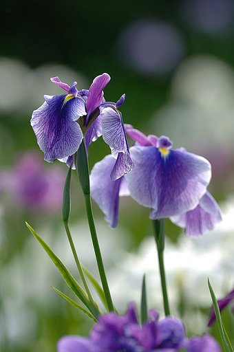 菖蒲その３