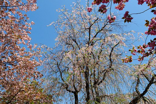 枝垂れから八重桜へ