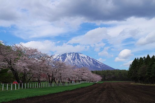岩手山と桜