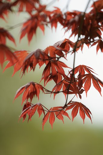 春の紅葉
