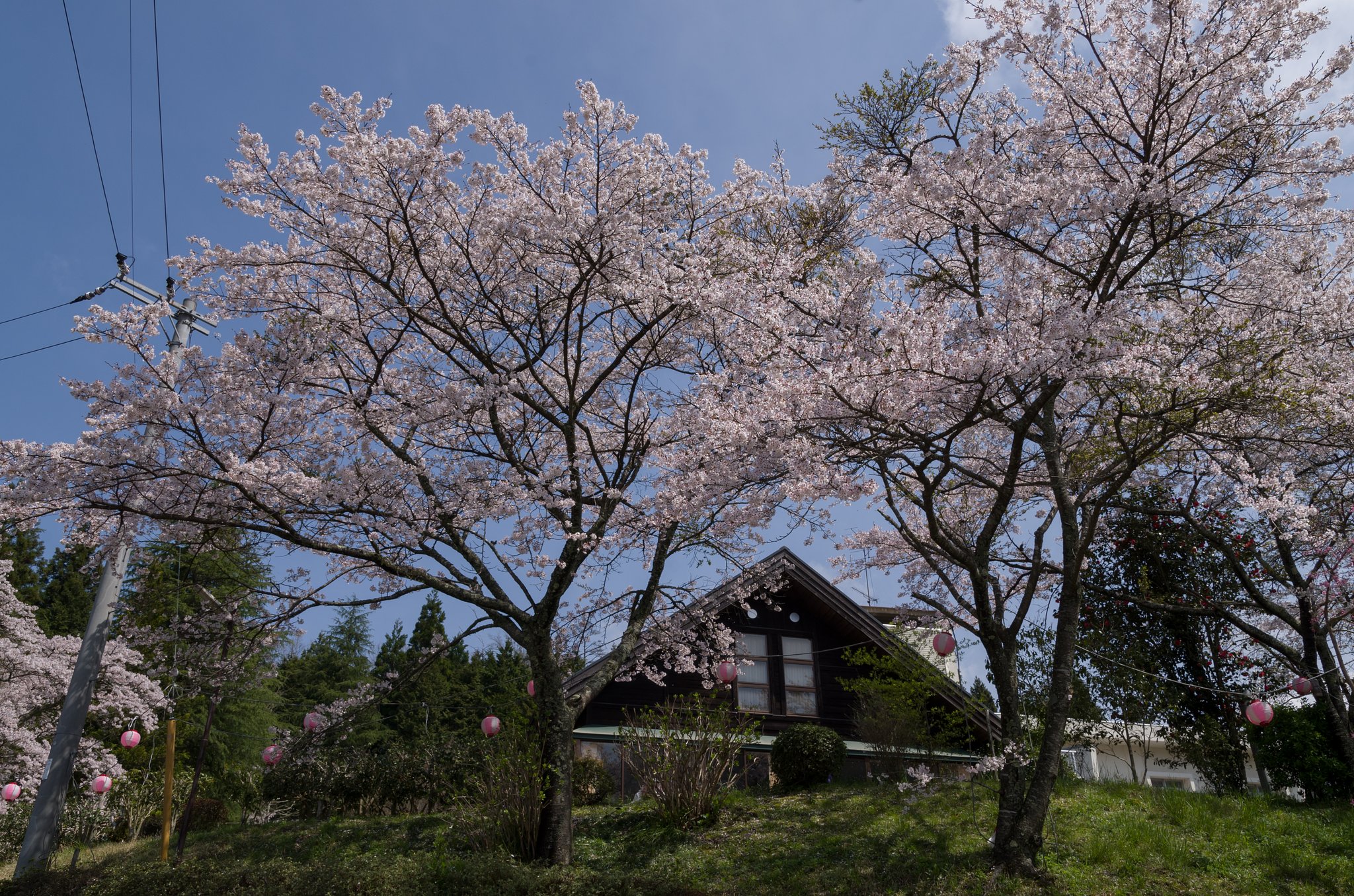 桜散り始め