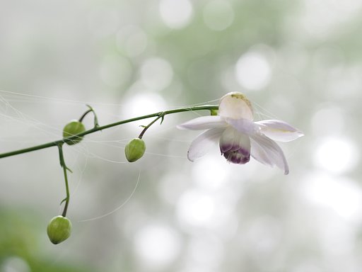 【夏】森の妖精