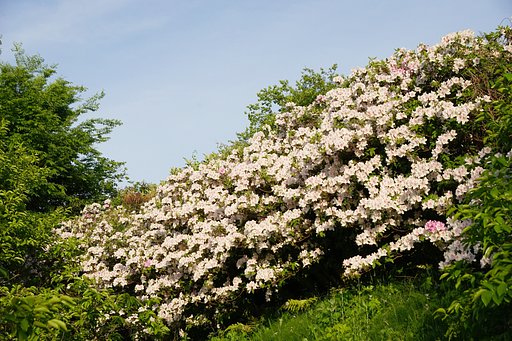 野生化したツツジ