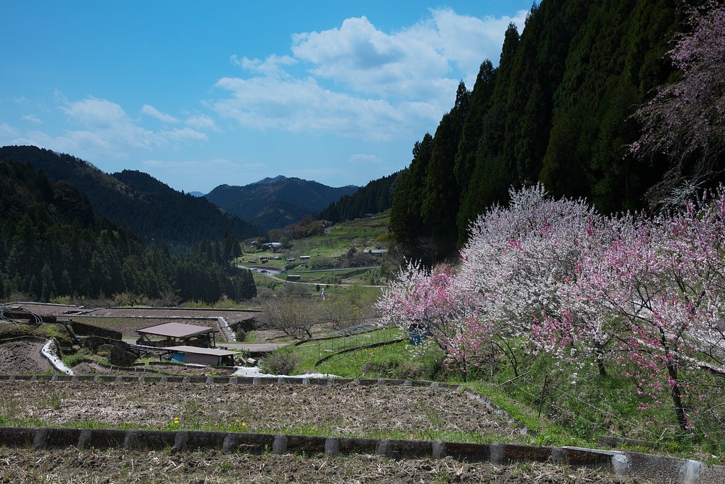 早春の棚田