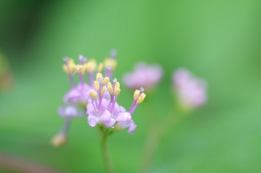 紫式部