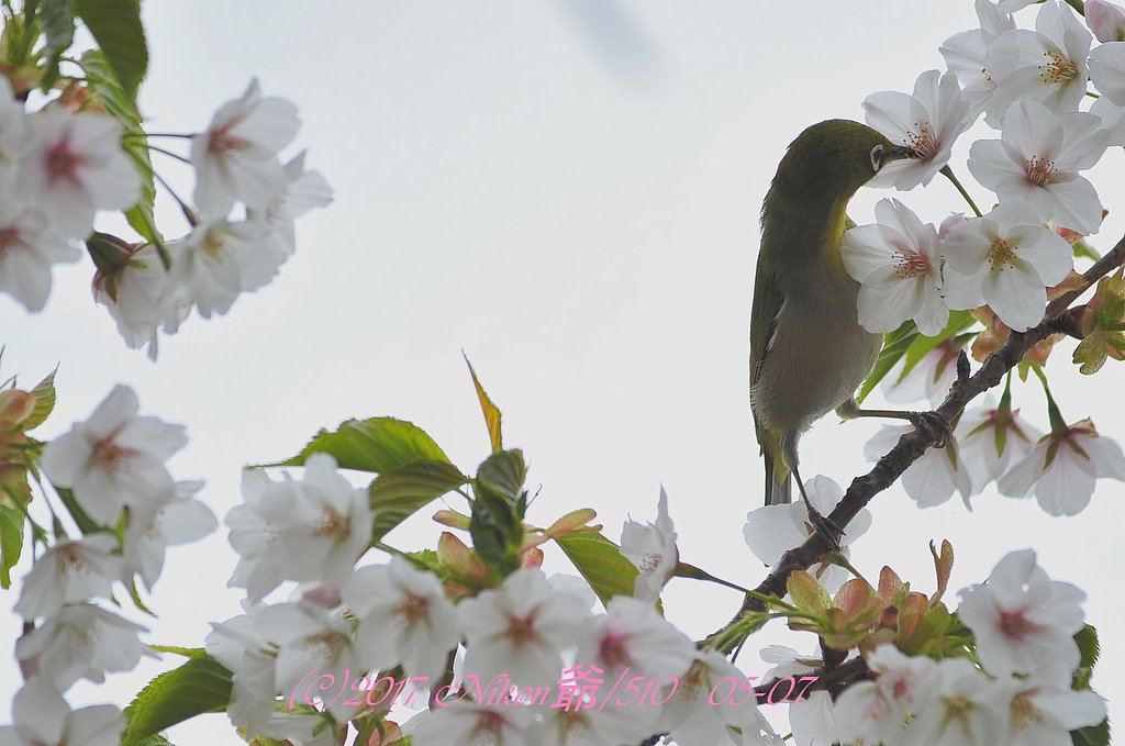 桜に夢中