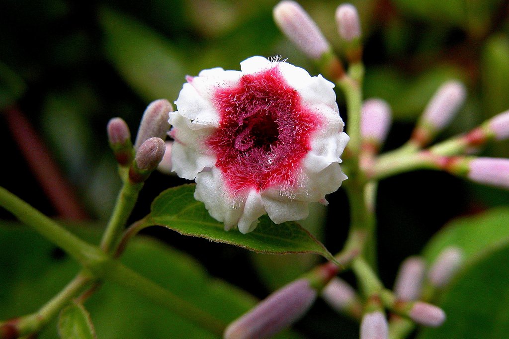 変わり花４