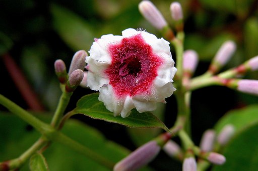 変わり花４