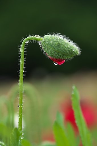 ポピーの蕾
