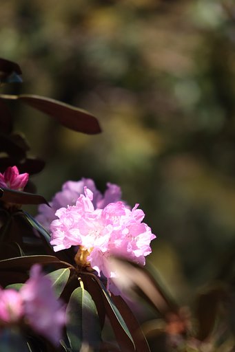シャクナゲ　広島市安佐北区　花みどり公園にて