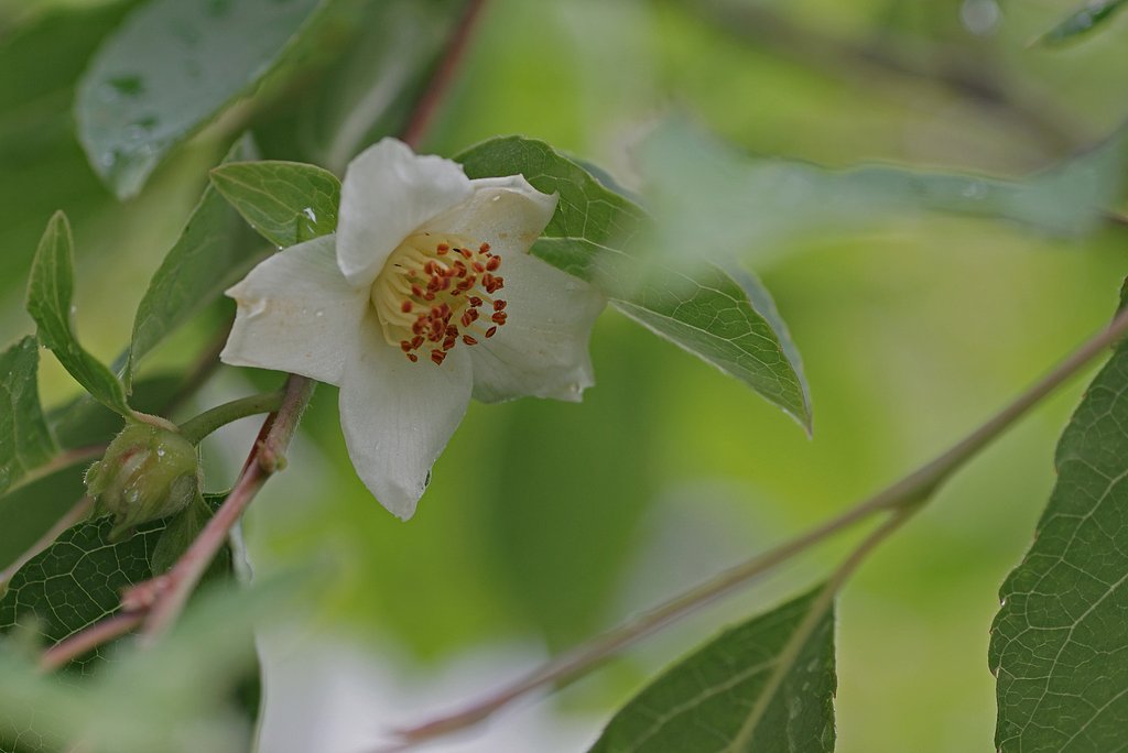姫沙羅の花