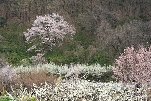 桜とはなもも