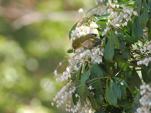 白い花への親しみ