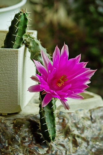 サボテンの花