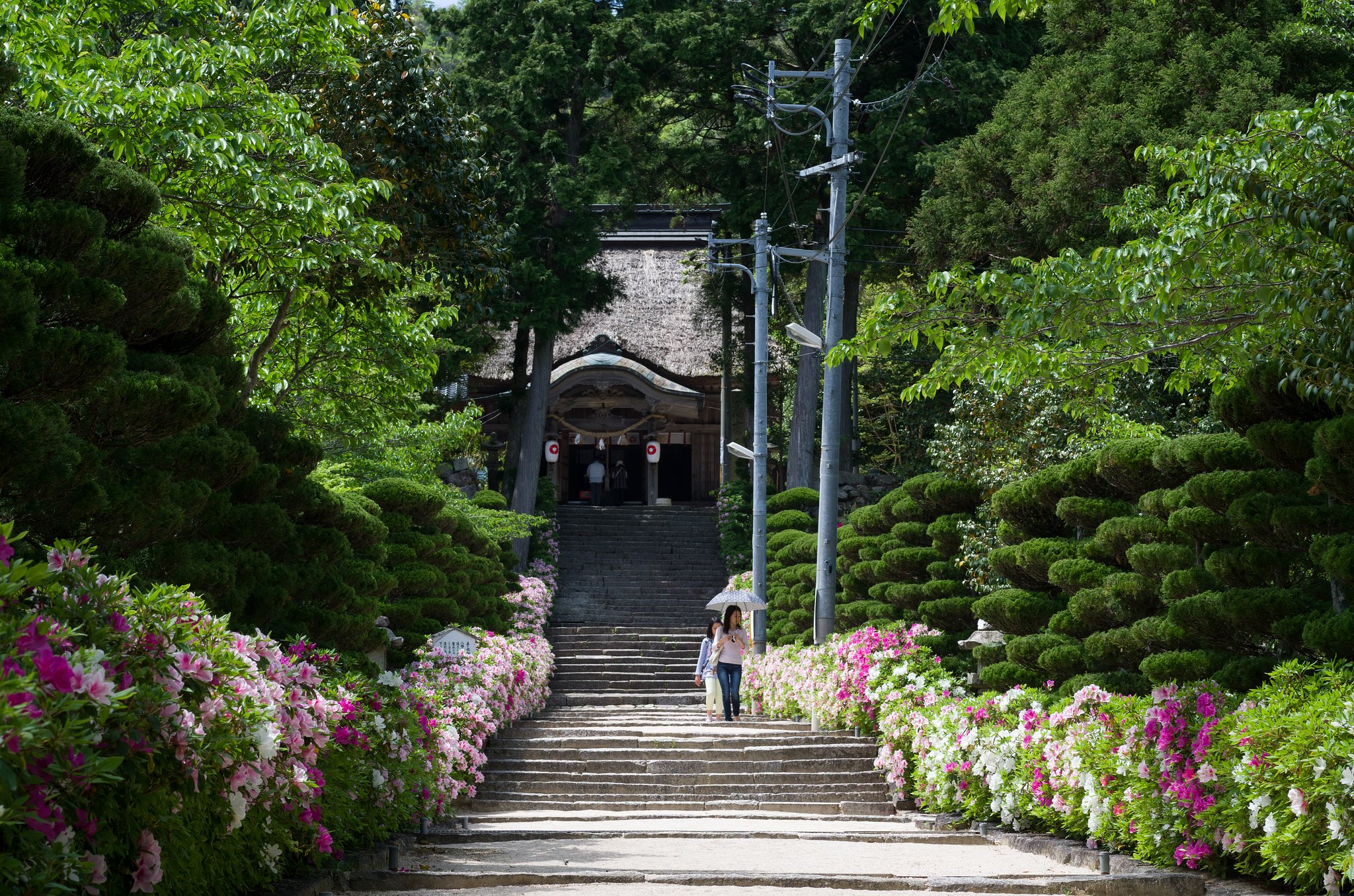 つつじの参道