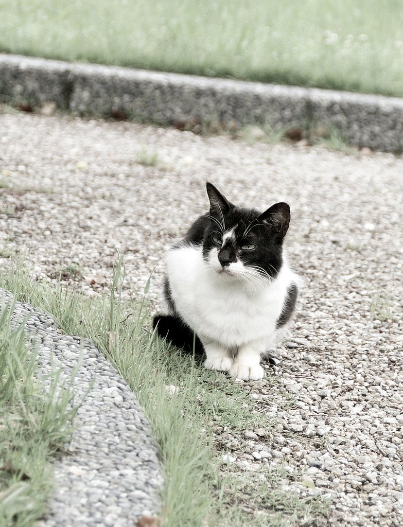 五月の雨間のねこさん　４