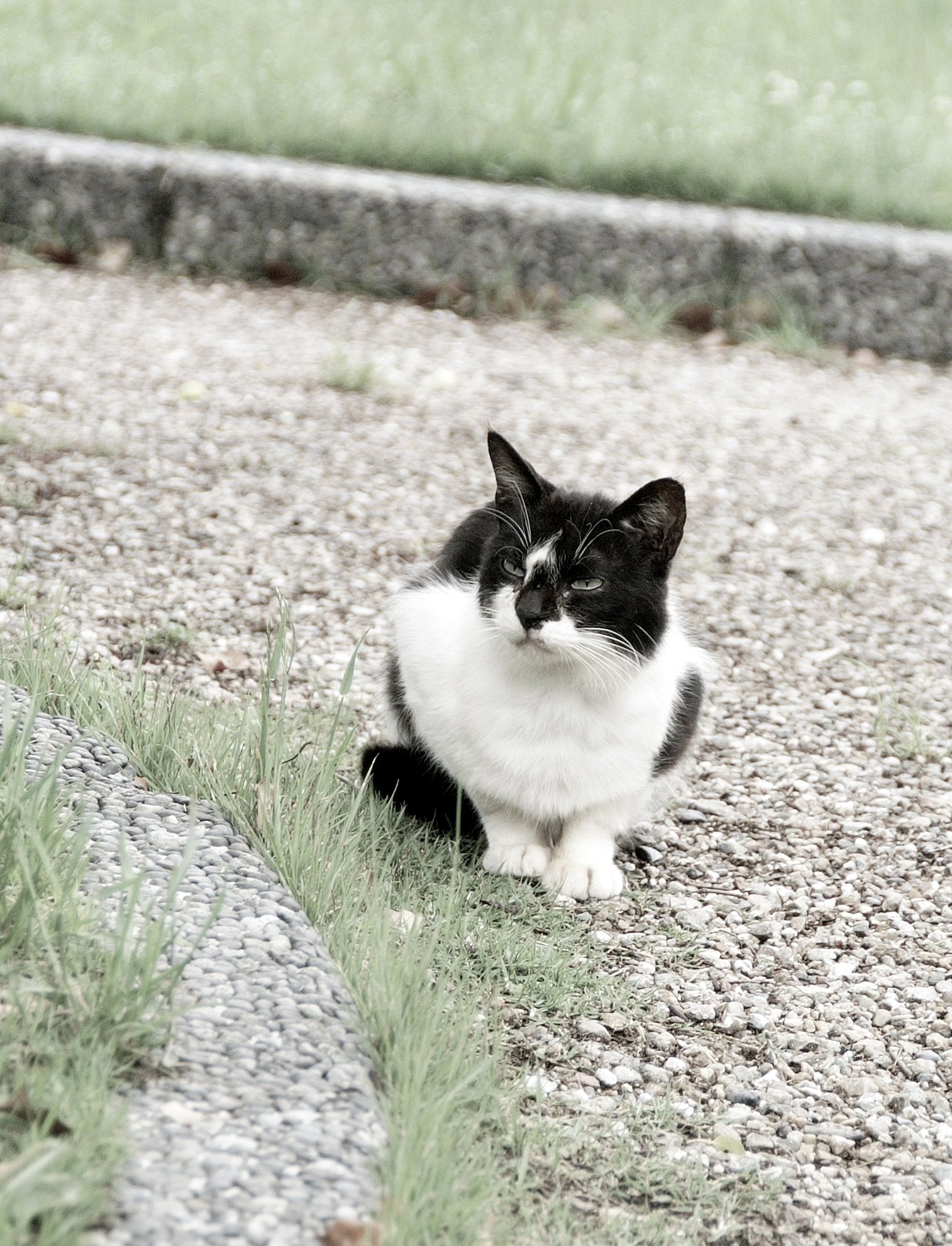 五月の雨間のねこさん　４