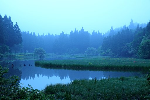 花はまだでした・・・