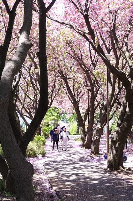 桜の道