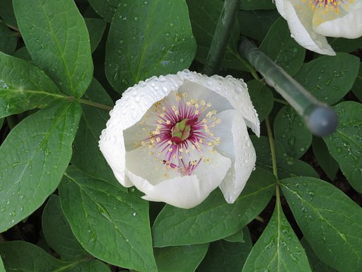 山芍薬