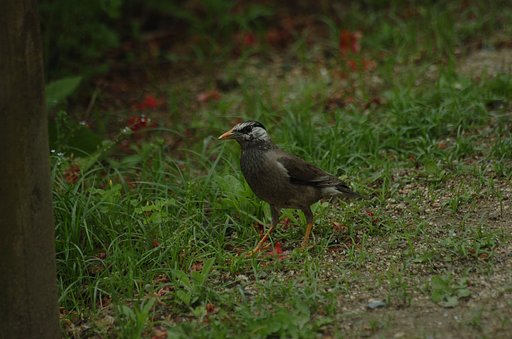 野鳥