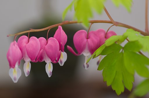 華鬘草