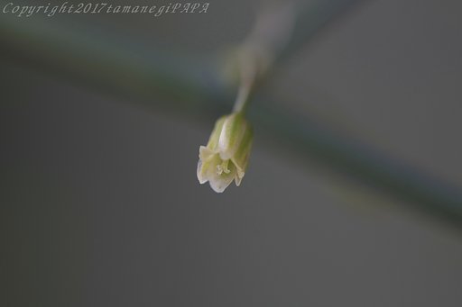 花が咲いた！