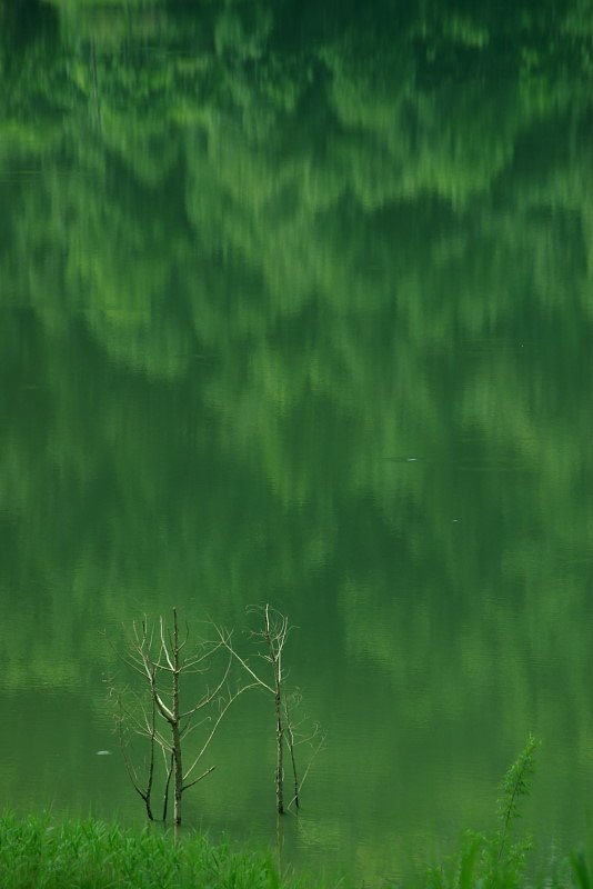 緑のイルージョン