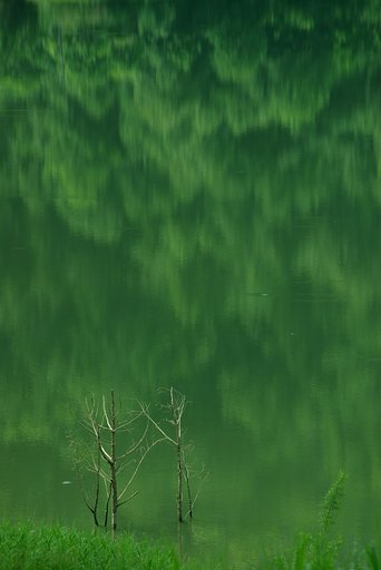 緑のイルージョン