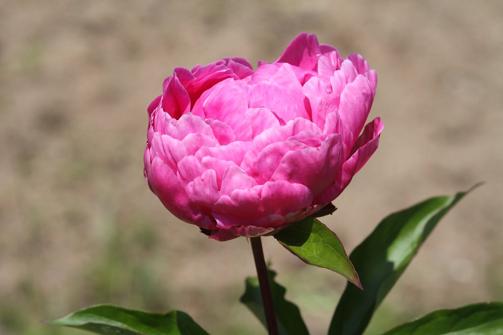芍薬　NO5