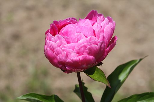 芍薬　NO5
