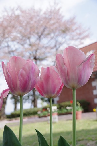 桜色